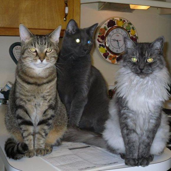 Meet your Posher, Debbie - Picture 1 of 1